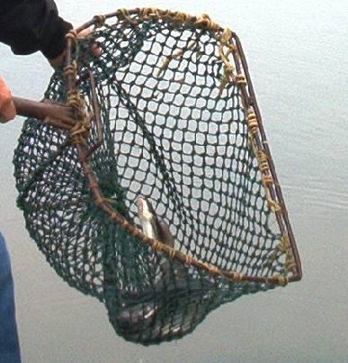 Closeup of catfish in net