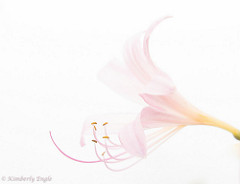 Pink Lily, copyright Kimberly Engle