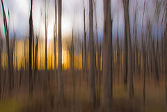 Enchanted Forest, copyright Karen Smale