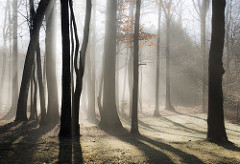 Foggy Trees, copyright Karen Smale