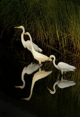 Wallops Egrets, copyright Bob Peters