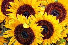 Sunflowers, copyright Karen Smale