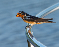 Barn Swallow with a meal, copyright Wayne Robinson