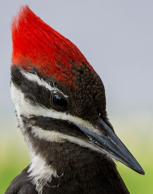 Pileated Woodpecker at B28, copyright Kimberly Engle