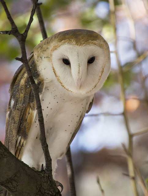 Barn Owl, copyright Karen Smale