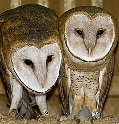 Barn Owls, copyright Quinn Pham