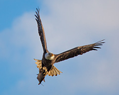 Eagle, copyright Keith Opperhauser