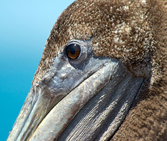Pelican, copyright Wayne Robinson