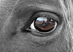 Mirror on the Farm, copyright Melissa Meyers