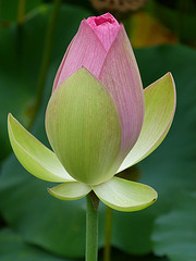 lotus, copyright Tyler Evans